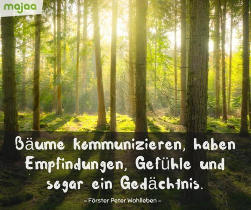 8069-sprueche-zitate-nachdenken-weisheiten-lebensweisheiten-leben-liebe-spirituell-energie-schoen-herzlich-positiv-majaa-baeume-kommunizieren-gefuehle