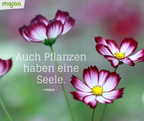 8104-sprueche-zitate-nachdenken-weisheiten-lebensweisheiten-leben-liebe-spirituell-energie-schoen-herzlich-positiv-majaa-pflanzen-seele